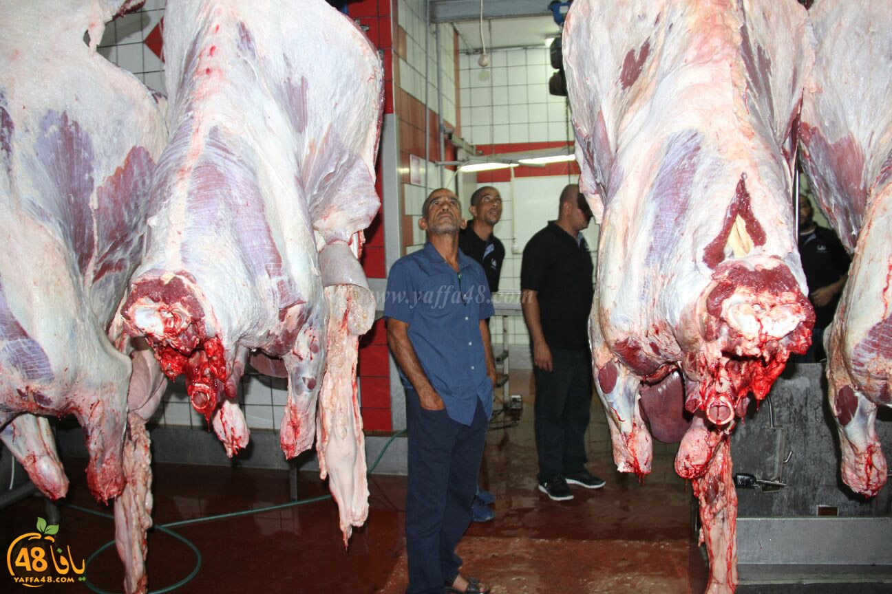 jam3iya yaffa 3ojolej (2).jpg